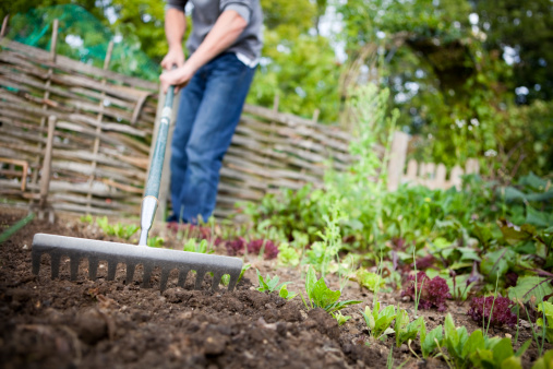 Gardener using metal rake to smooth out a vacated patch of earth on a raised bed in a vegetable garden prior to planting new seeds.
