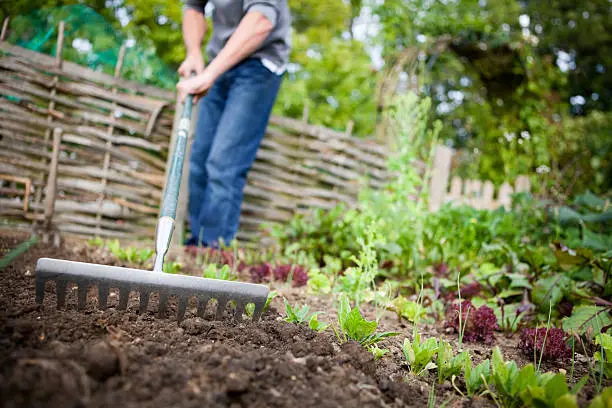 Gardener using metal rake to smooth out a vacated patch of earth on a raised bed in a vegetable garden prior to planting new seeds.