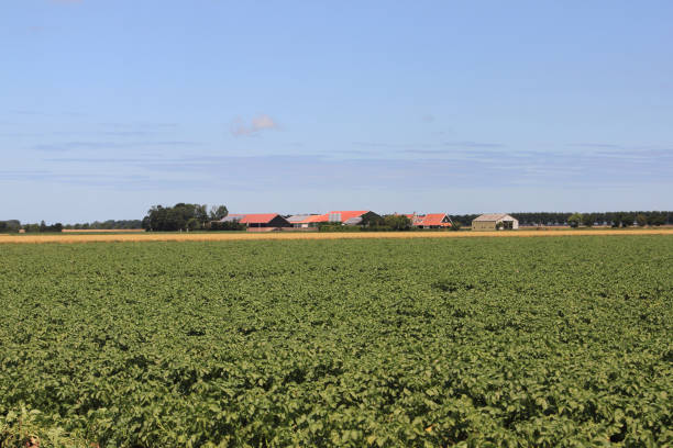 istock farmland with green plants 1574408306