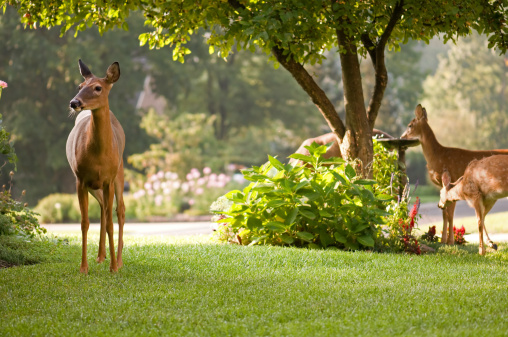 A doe stands guard as her fawns drink from a bird bath.  Taken at dawn on dew covered grass.  Blurred background.  More beautiful deer: