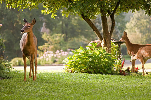 peaceful morning scene with deer nature A doe stands guard as her fawns drink from a bird bath.  Taken at dawn on dew covered grass.  Blurred background.  More beautiful deer: doe photos stock pictures, royalty-free photos & images