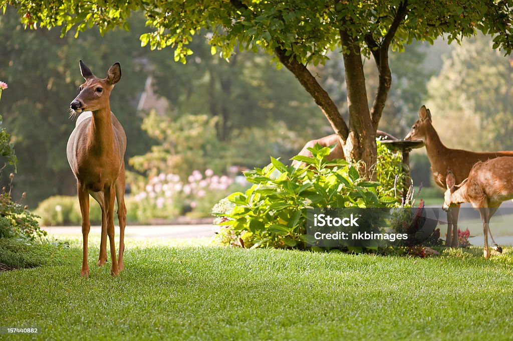 Manhã tranquilo cenário com cervos natureza - Foto de stock de Veado royalty-free