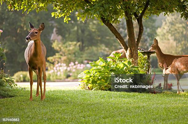 Foto de Manhã Tranquilo Cenário Com Cervos Natureza e mais fotos de stock de Veado - Veado, Jardim particular, Veado-Galheiro Norte-Americano