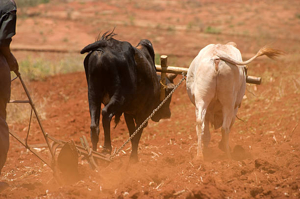 An African farmer uses ox power to plow his farm in Kenya.