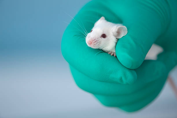3,903 Animal Research Stock Photos, Pictures & Royalty-Free Images - iStock  | Animal research lab, Animal research icon, Agriculture animal research