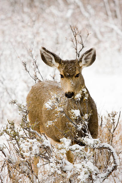 istock Colorado Mule Deer in the Wintertime Snow 157440975