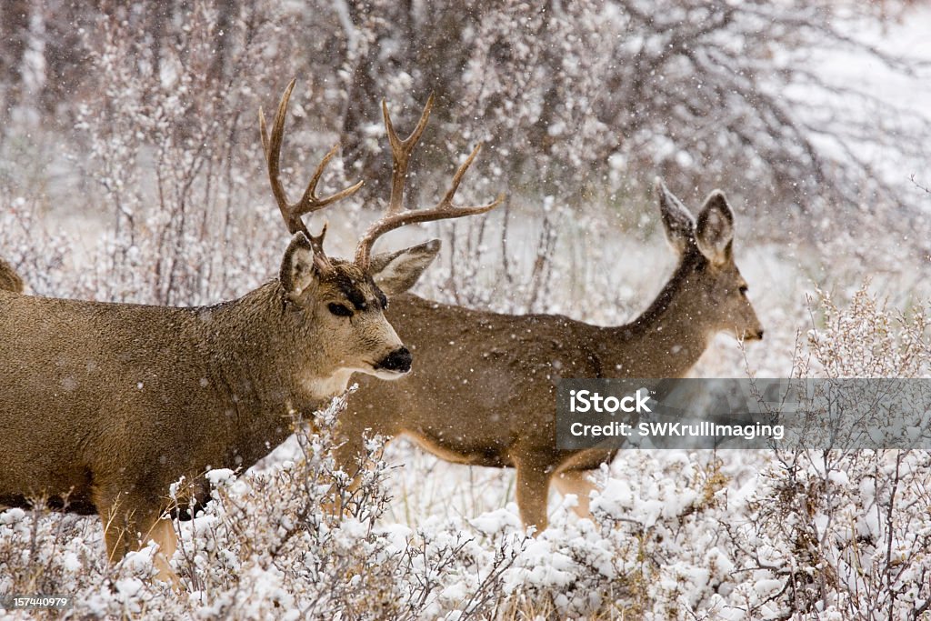 Deer accoppiamento - Foto stock royalty-free di Albero