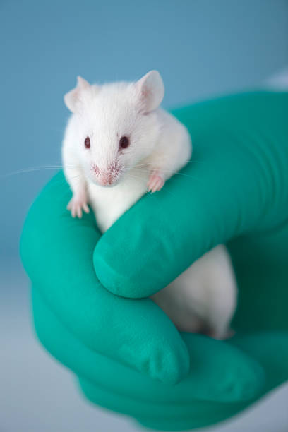 istock White mouse climbing out of a green gloved hand 157441336