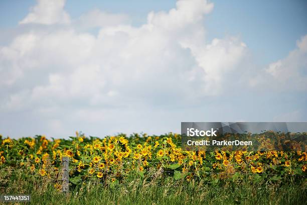 Bellissimo Campo Di Girasoli Sotto Il Cielo Azzurro - Fotografie stock e altre immagini di Fiore