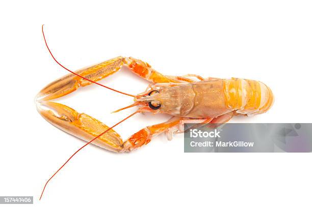 Lanoustine Stockfoto und mehr Bilder von Freisteller – Neutraler Hintergrund - Freisteller – Neutraler Hintergrund, Shrimp - Meeresfrucht, Farbbild