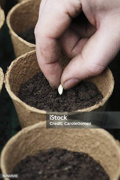 Plantación De Semillas Foto de stock y más banco de imágenes de Sembrar - Sembrar, Tiesto, Aire libre