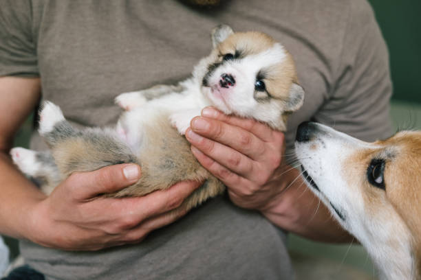 istock young man has fun with a three weeks old Pembroke welsh corgi puppy 1574415758