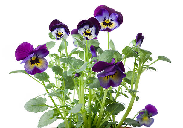 Tricolor pansies on white background The pansy or pansy violet is a favorite garden flower in early spring. pansy photos stock pictures, royalty-free photos & images