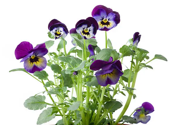 The pansy or pansy violet is a favorite garden flower in early spring.