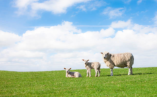 den frühling - lamb rural scene sheep field stock-fotos und bilder