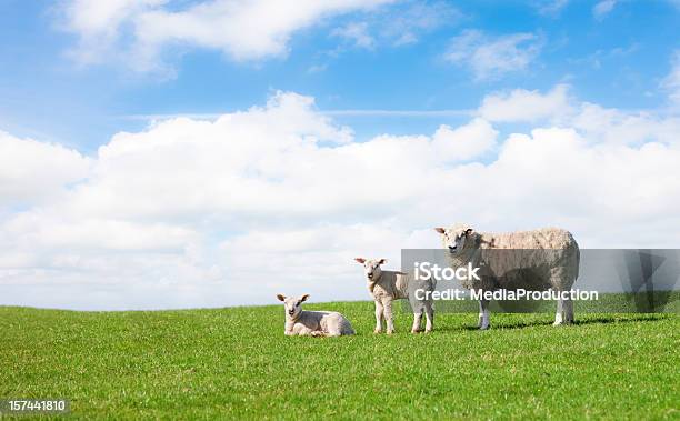 Spring - zdjęcia stockowe i więcej obrazów Owca - Owca, Jagnię - zwierzę, Boisko