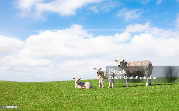 Spring - Fotografias de stock e mais imagens de Ovelha - Mamífero ungulado - Ovelha - Mamífero ungulado, Cordeiro - Animal, Campo Desportivo