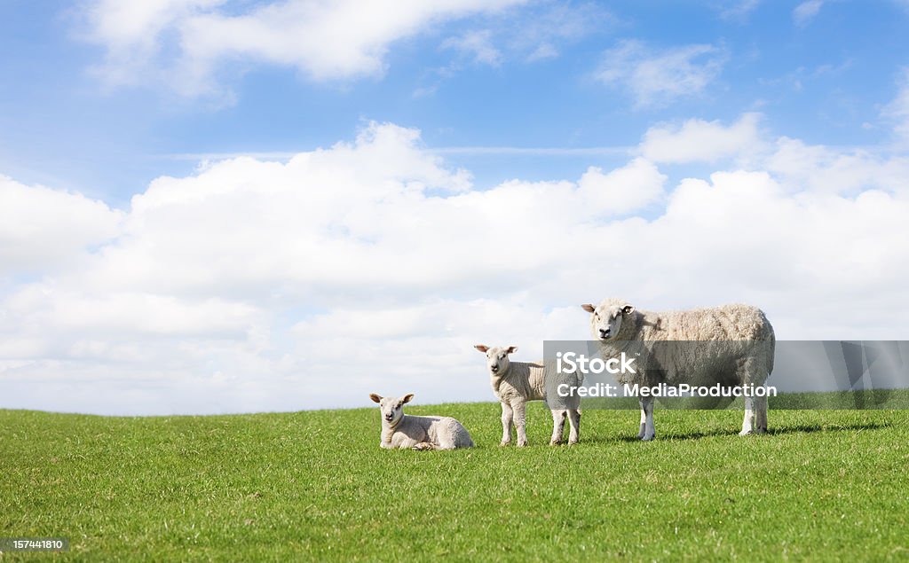 Весна - Стоковые фото Овца - Копытное животное роялти-фри