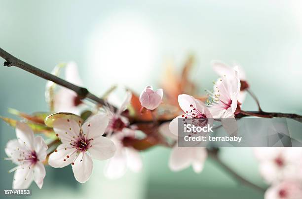 Picture Of Japanese Cherry Blossoms Stock Photo - Download Image Now - Cherry Blossom, Cherry Tree, Close-up