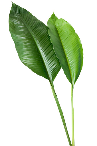 Tropical de hoja verde Aislado en blanco con trazado de recorte photo