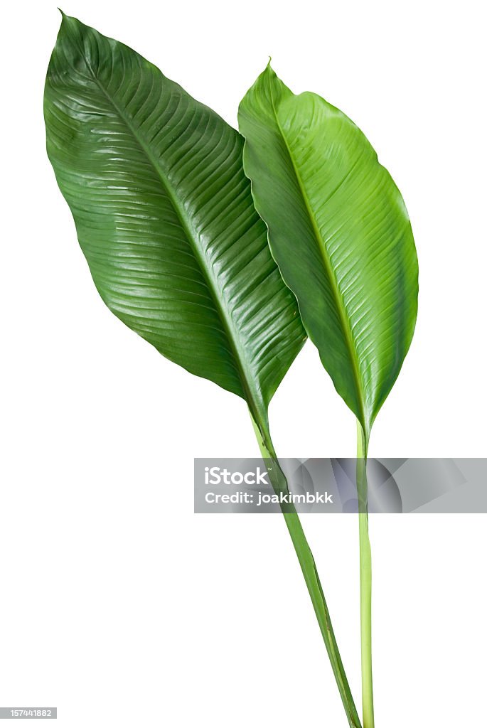 Tropical folha verde Isolado no branco com Traçado de Recorte - Foto de stock de Folha royalty-free
