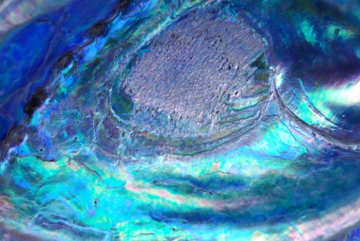 A close up of single Paua Shell (Abalone). Paua are found in shallow coastal waters along rocky shorelines of New Zealand. To the Maori and Kiwi's alike, the paua is seen as kai moana (seafood). It is also used in traditional and contemporary arts and crafts of New Zealand. 