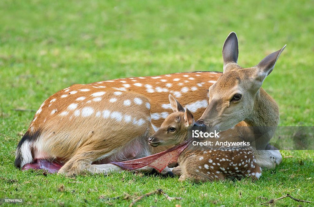 Doe mit Neugeborenen Rehkitz - Lizenzfrei Hirsch Stock-Foto