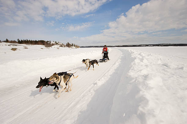 Woman Dogsled Racing in the Arctic, Yellowknife. A mature woman races a four dog team on Great Slave Lake in Canada's Arctic.  Click to view similar images. great slave lake stock pictures, royalty-free photos & images