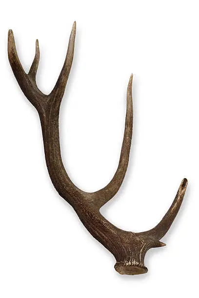 Photo of One single moose antler on a white background