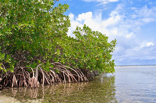 foresta di mangrovie e le acque poco profonde in un'isola tropicale - sky forest root tree foto e immagini stock