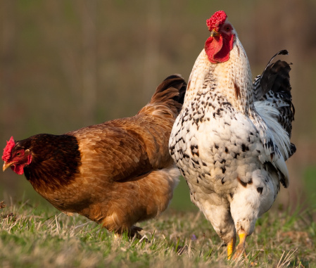 Free Range Chickens