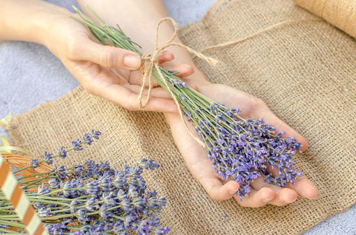 Bouquet of fresh lavender in female hands, selective focus. Fresh lavender flowers.