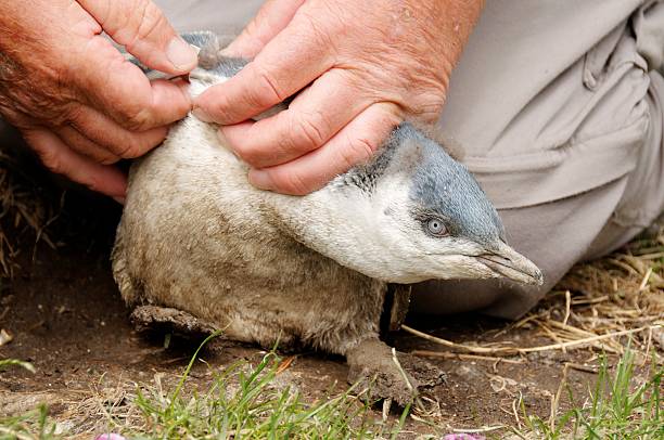голубой пингвин chick - fairy penguin стоковые фото и изображения
