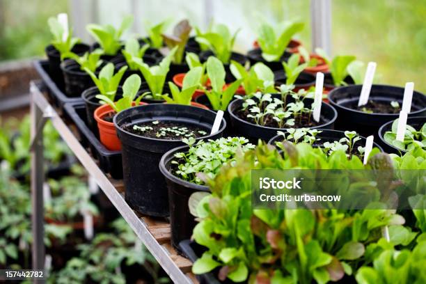 Linhas De As Plantas - Fotografias de stock e mais imagens de Bandeja - Utensílio doméstico - Bandeja - Utensílio doméstico, Vaso de Flor, Jardim Particular