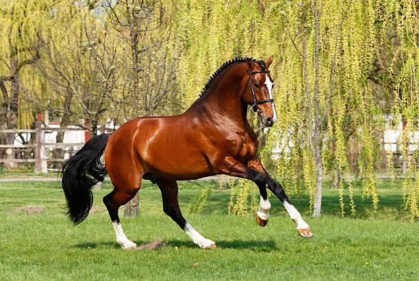 Photo of Holsteiner stallion galloping