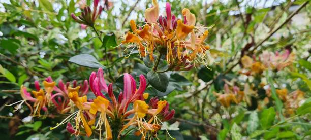 istock Flowers closeup to nature 1574431167