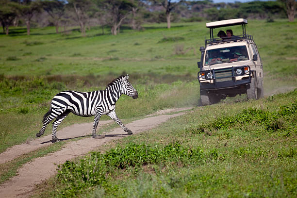 Africa Zebra Crossing by Safari Vehicle stock photo