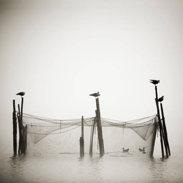 istock Fog of the horror 157443237
