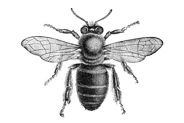 engraving of bee from above isolated on white - 古董 插圖 幅插畫檔、美工圖案、卡通及圖標