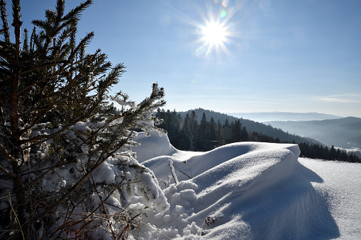 Spruce and snowdrift in sunny day, mountain (Słotwiny village, Beskid Sądecki, Poland).