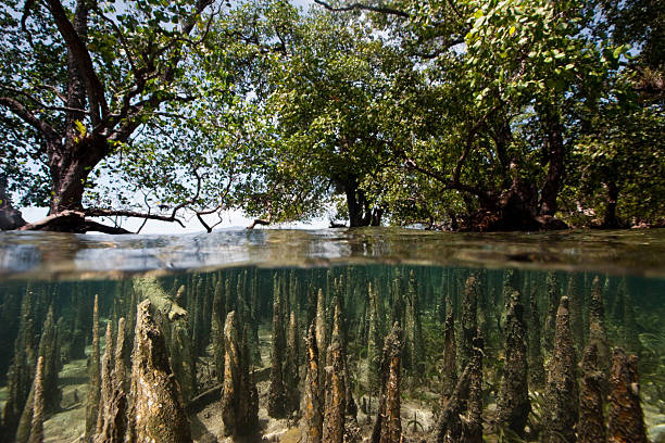 Mangroves at high tide, west side of Bunaken Island, Indonesia Mangroves at high tide  mangrove habitat stock pictures, royalty-free photos & images
