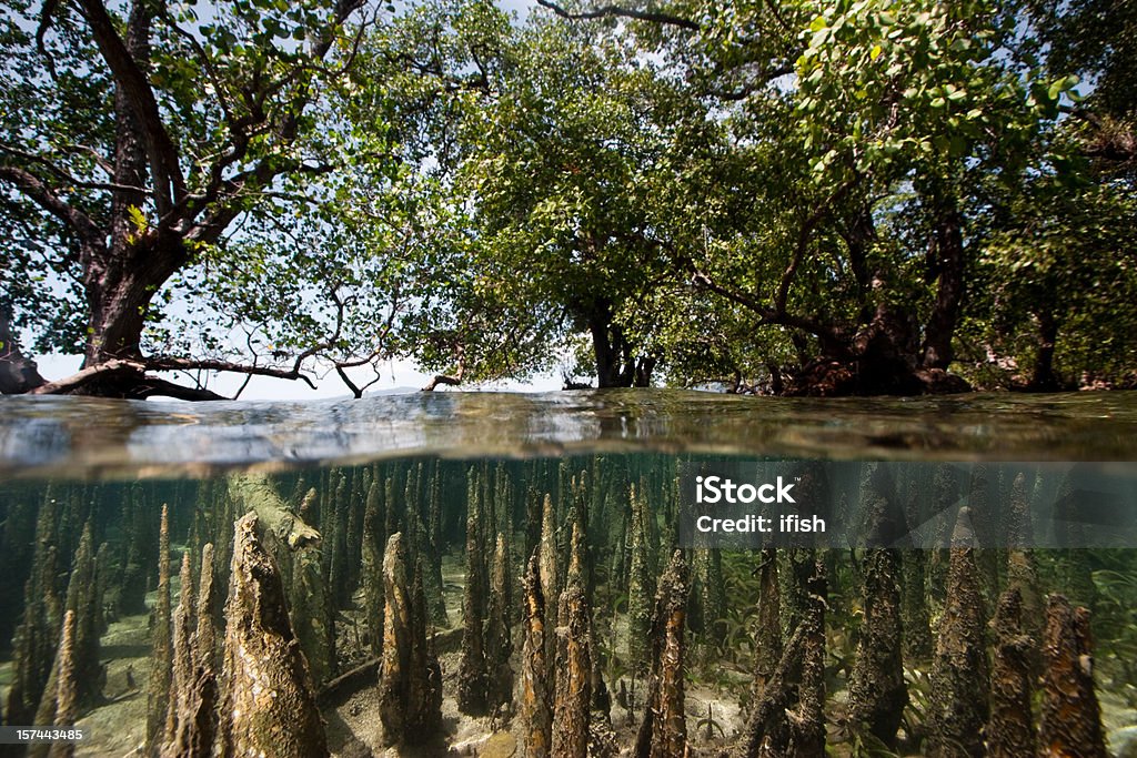 Mangroves em Maré alta, west lado de Ilha de Bunaken, Indonésia - Royalty-free Floresta de mangal Foto de stock
