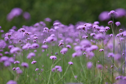 Verbena Bonariensis flowers. Shallow depth of field with the focus being on flowers in the centre. 