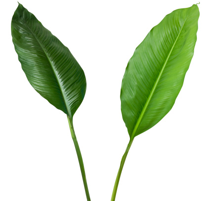Two tropical plants with clipping path for the cost of one.