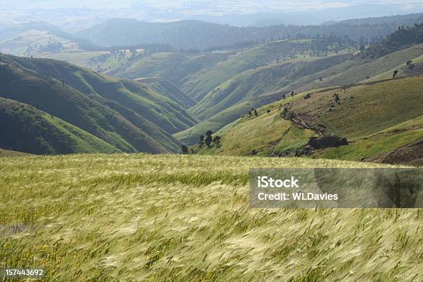Trigo Soplando En El Viento Foto de stock y más banco de imágenes de Etiopía - Etiopía, Trigo, Agricultura