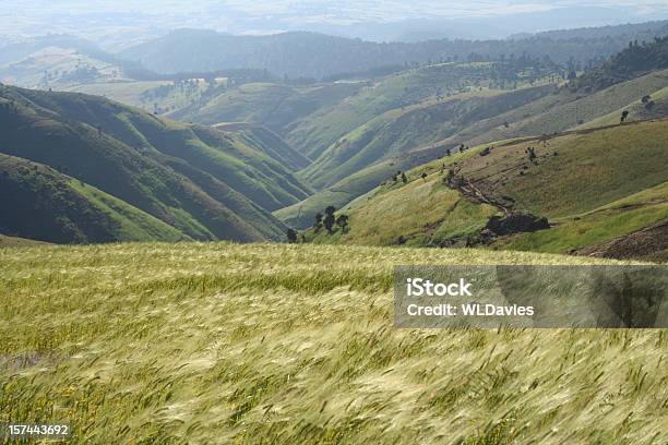 Photo libre de droit de Blé Souffle Dans Le Vent banque d'images et plus d'images libres de droit de Éthiopie - Éthiopie, Blé, Afrique