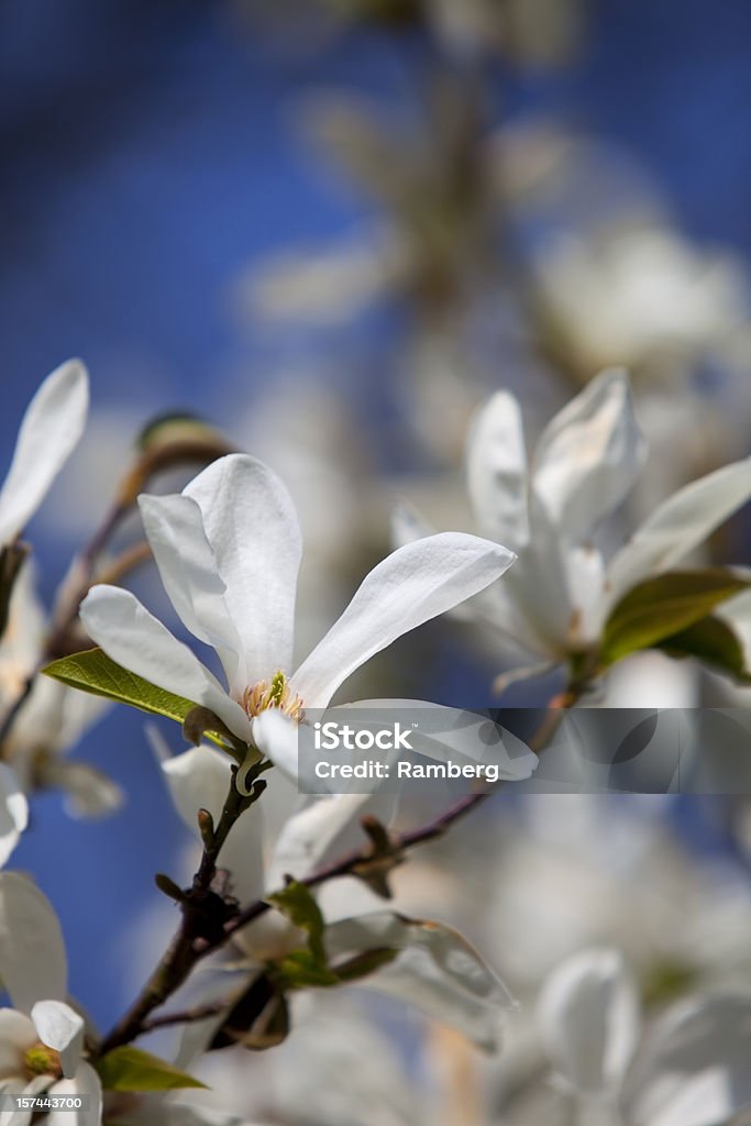 Splendida di primavera - Foto stock royalty-free di Ambientazione esterna