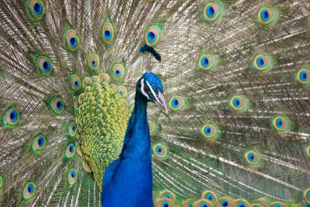 istock Beautiful colorful peacock with tail feathers all fawned out 157443707