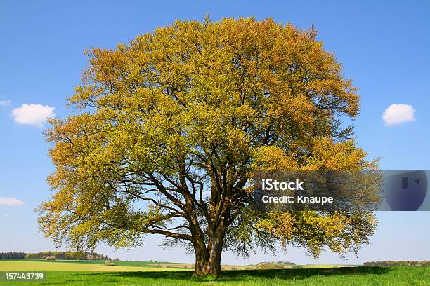 Golden De Faia No Início Da Primavera - Fotografias de stock e mais imagens de Alto - Descrição Física - Alto - Descrição Física, Ao Ar Livre, Beleza natural