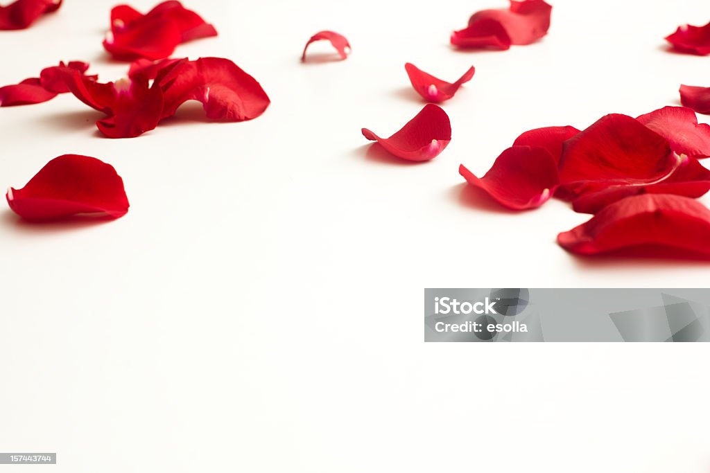 Powalone Płatki róży - Zbiór zdjęć royalty-free (Płatek róży)